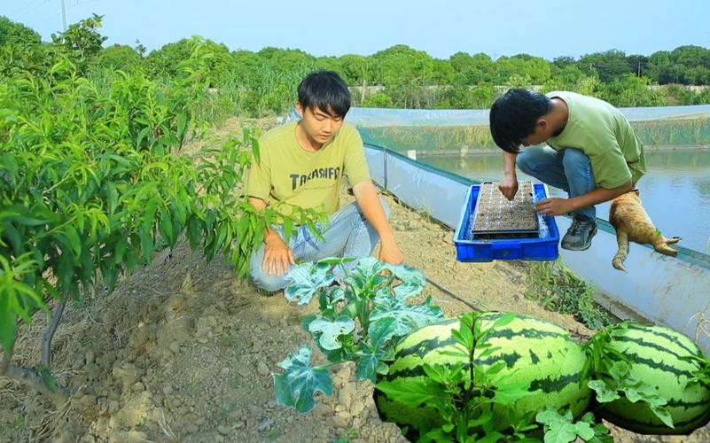 澳门研究生资料网站大全,和把西瓜扔鱼塘喂鱼与把西瓜扔鱼塘喂鱼好吗