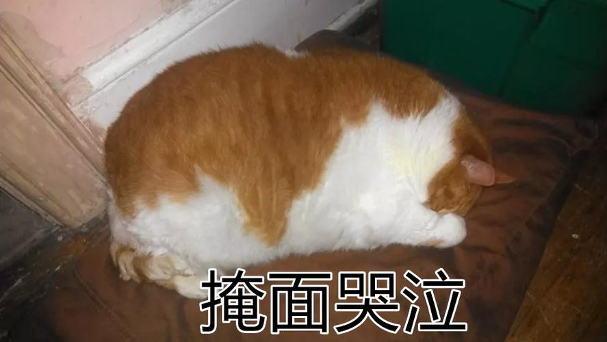 4949澳门特马今晚开奖53期今和女子为4只狗立遗嘱与女子为4只狗立遗嘱视频