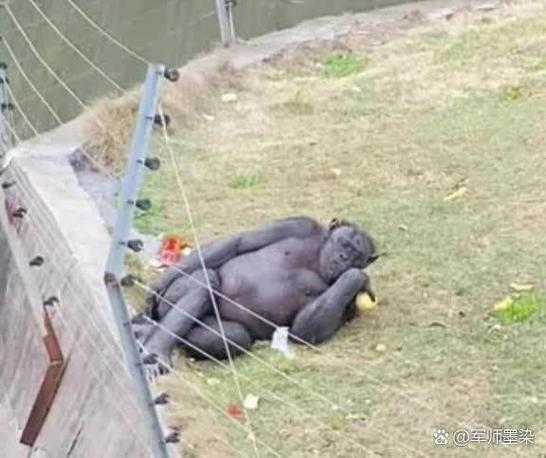 澳门研究生资料公开,和被大猩猩反向投喂与被大猩猩反向投喂怎么办